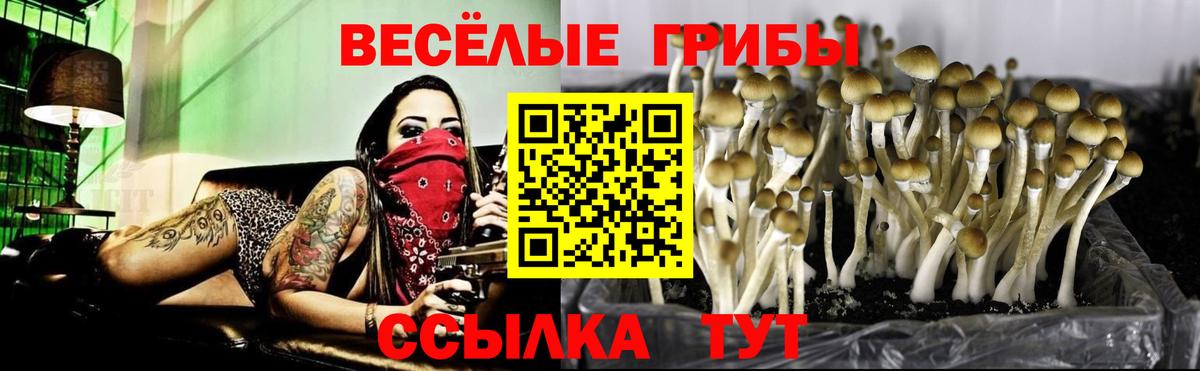 Псилоцибиновые грибы Cubensis Камень-на-Оби